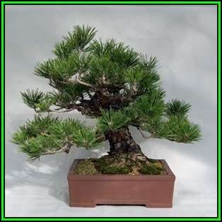 Pinus thunbergii - Black Pine Bonsai Seeds + FREE Gifts Seeds + Bonsai eBook, NEW