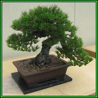 Pinus thunbergii - Black Pine Bonsai Seeds + FREE Gifts Seeds + Bonsai eBook, NEW