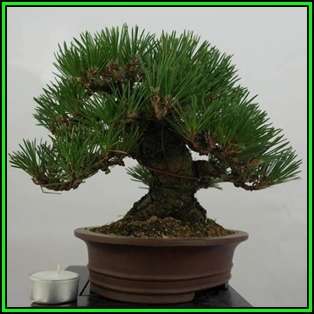 Pinus thunbergii - Black Pine Bonsai Seeds + FREE Gifts Seeds + Bonsai eBook, NEW