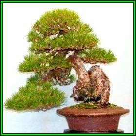 Pinus thunbergii - Black Pine Bonsai Seeds + FREE Gifts Seeds + Bonsai eBook, NEW