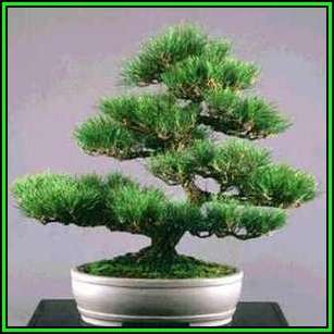 Pinus thunbergii - Black Pine Bonsai Seeds + FREE Gifts Seeds + Bonsai eBook, NEW