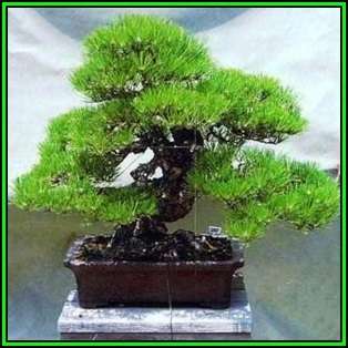 Pinus thunbergii - Black Pine Bonsai Seeds + FREE Gifts Seeds + Bonsai eBook, NEW