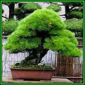 Pinus thunbergii - Black Pine Bonsai Seeds + FREE Gifts Seeds + Bonsai eBook, NEW