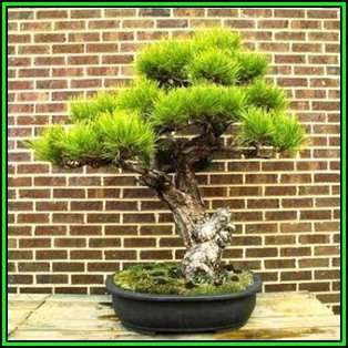 Pinus thunbergii - Black Pine Bonsai Seeds + FREE Gifts Seeds + Bonsai eBook, NEW