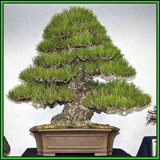 Pinus thunbergii - Black Pine Bonsai Seeds + FREE Gifts Seeds + Bonsai eBook, NEW