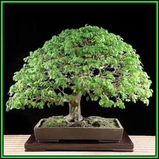 Samanea saman - Monkeypod or Rain Tree Bonsai - 10 Seeds + FREE Gifts Seeds + Bonsai eBook, NEW