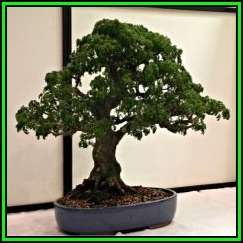 Samanea saman - Monkeypod or Rain Tree Bonsai - 10 Seeds + FREE Gifts Seeds + Bonsai eBook, NEW