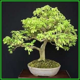 Samanea saman - Monkeypod or Rain Tree Bonsai - 10 Seeds + FREE Gifts Seeds + Bonsai eBook, NEW