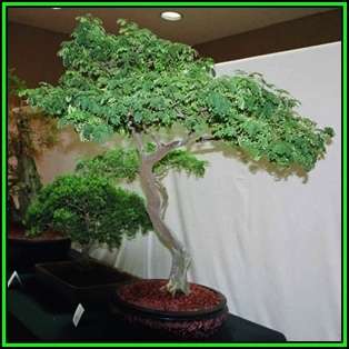 Samanea saman - Monkeypod or Rain Tree Bonsai - 10 Seeds + FREE Gifts Seeds + Bonsai eBook, NEW