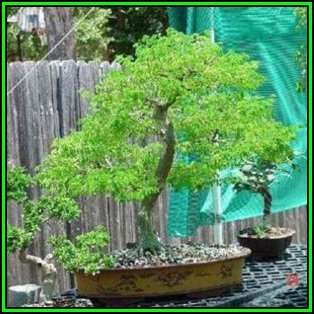 Samanea saman - Monkeypod or Rain Tree Bonsai - 10 Seeds + FREE Gifts Seeds + Bonsai eBook, NEW