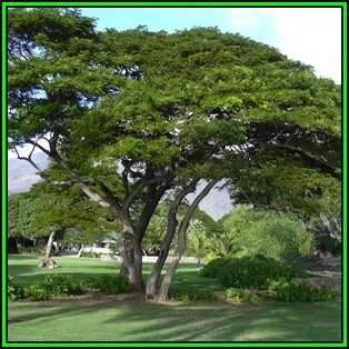 Samanea saman - 10 Seeds - Monkeypod or Rain Tree Tree or Shrub, NEW