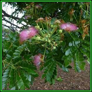 Samanea saman - 10 Seeds - Monkeypod or Rain Tree Tree or Shrub, NEW