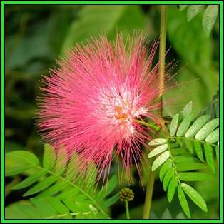 Samanea saman - 10 Seeds - Monkeypod or Rain Tree Tree or Shrub, NEW