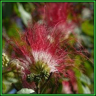 Samanea saman - 10 Seeds - Monkeypod or Rain Tree Tree or Shrub, NEW
