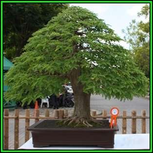 Tamarindus indica - Sweet Tamarind Tree Bonsai - 5 Seeds + FREE Gifts Seeds + Bonsai eBook, NEW