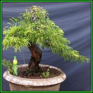 Tamarindus indica - Sweet Tamarind Tree Bonsai - 5 Seeds + FREE Gifts Seeds + Bonsai eBook, NEW