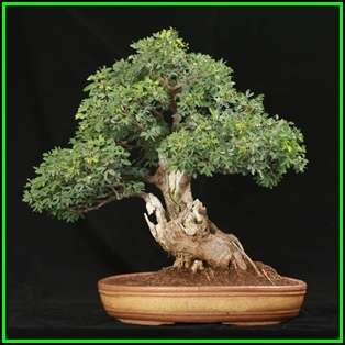 Tamarindus indica - Sweet Tamarind Tree Bonsai - 5 Seeds + FREE Gifts Seeds + Bonsai eBook, NEW