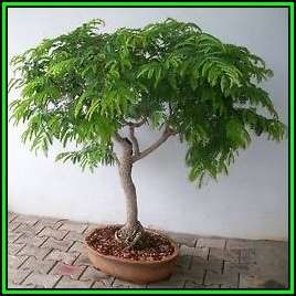 Tamarindus indica - Sweet Tamarind Tree Bonsai - 5 Seeds + FREE Gifts Seeds + Bonsai eBook, NEW