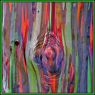 Eucalyptus deglupta - 10 Seeds - Rainbow Eucalyptus, Mindanao Gum or Rainbow Gum Tree, NEW