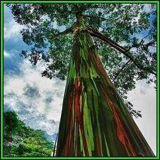 Eucalyptus deglupta - 10 Seeds - Rainbow Eucalyptus, Mindanao Gum or Rainbow Gum Tree, NEW