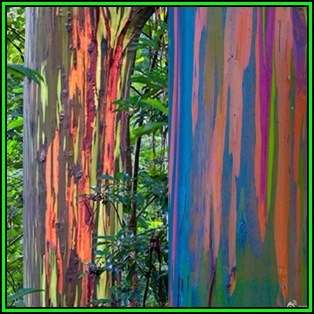 Eucalyptus deglupta - 10 Seeds - Rainbow Eucalyptus, Mindanao Gum or Rainbow Gum Tree, NEW