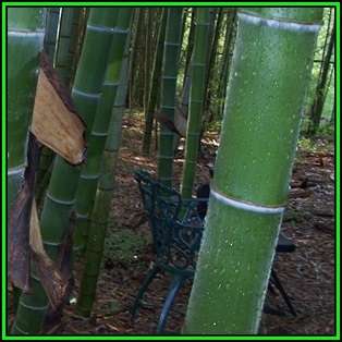 Phyllostachys edulis Seeds - Moso Bamboo or Tortoise-shell Bamboo - NEW