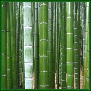 Phyllostachys edulis Seeds - Moso Bamboo or Tortoise-shell Bamboo - NEW