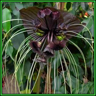 Black Bat Flower Plant Seeds ~ Tacca chantrieri Seeds - Exotic Perennial Bulb Seeds - New
