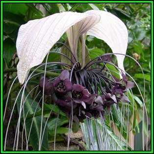 Giant White Batflower - 5 Tacca integrifolia Seeds + GIFTS - Exotic Indoor Bulb Seeds from Africa