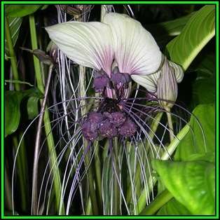 Giant White Batflower - 5 Tacca integrifolia Seeds + GIFTS - Exotic Indoor Bulb Seeds from Africa