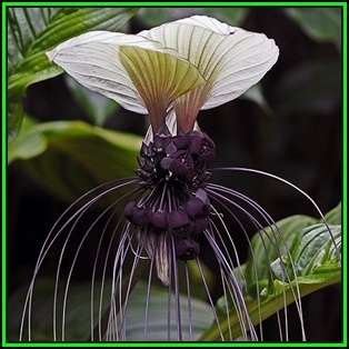 Giant White Batflower - 5 Tacca integrifolia Seeds + GIFTS - Exotic Indoor Bulb Seeds from Africa