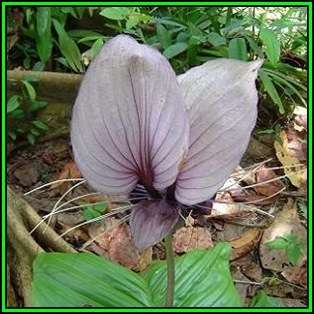 Giant White Batflower - 5 Tacca integrifolia Seeds + GIFTS - Exotic Indoor Bulb Seeds from Africa
