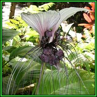 Giant White Batflower - 5 Tacca integrifolia Seeds + GIFTS - Exotic Indoor Bulb Seeds from Africa