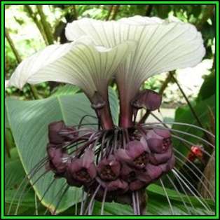 Giant White Batflower - 5 Tacca integrifolia Seeds + GIFTS - Exotic Indoor Bulb Seeds from Africa