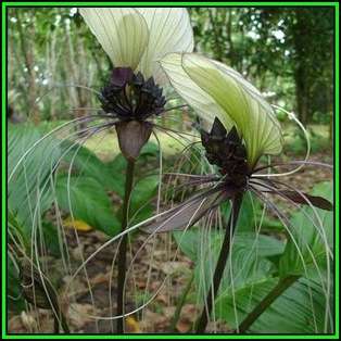 Giant White Batflower - 5 Tacca integrifolia Seeds + GIFTS - Exotic Indoor Bulb Seeds from Africa