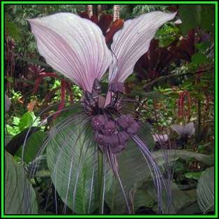 Giant White Batflower - 5 Tacca integrifolia Seeds + GIFTS - Exotic Indoor Bulb Seeds from Africa