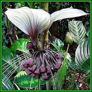 Giant White Batflower - 5 Tacca integrifolia Seeds + GIFTS - Exotic Indoor Bulb Seeds from Africa