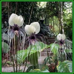 Giant White Batflower - 5 Tacca integrifolia Seeds + GIFTS - Exotic Indoor Bulb Seeds from Africa