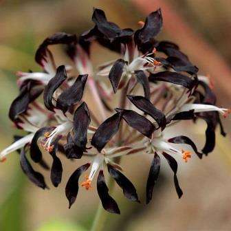 5 Pelargonium auritum - Geranium Seeds - Indigenous Perennial Shrub - Global Shipping