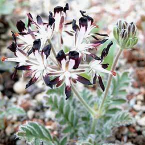 5 Pelargonium auritum - Geranium Seeds - Indigenous Perennial Shrub - Global Shipping