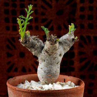 5 Pelargonium crithmifolium - Geranium Seeds - Indigenous Succulent Perennial Shrub Global Shipping