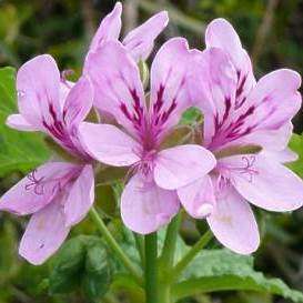 Pelargonium glutinosum - Geranium Seeds - Indigenous Perennial Shrub - Global Shipping