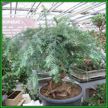 Araucaria cunninghamii - Moreton Bay Pine Seeds - Evergreen Exotic Bonsai - NEW