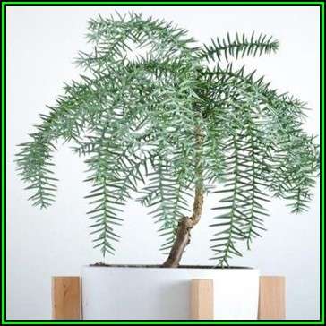 Araucaria cunninghamii - Moreton Bay Pine Seeds - Evergreen Exotic Bonsai - NEW