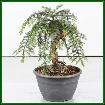 Araucaria cunninghamii - Moreton Bay Pine Seeds - Evergreen Exotic Bonsai - NEW