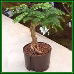 Araucaria cunninghamii - Moreton Bay Pine Seeds - Evergreen Exotic Bonsai - NEW