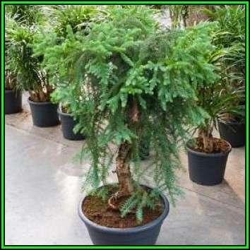 Araucaria cunninghamii - Moreton Bay Pine Seeds - Evergreen Exotic Bonsai - NEW