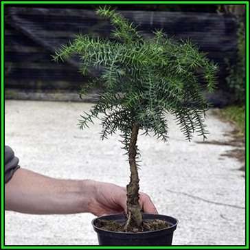 Araucaria cunninghamii - Moreton Bay Pine Seeds - Evergreen Exotic Bonsai - NEW