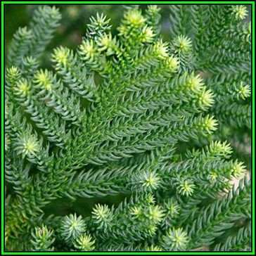 Araucaria cunninghamii - Moreton Bay Pine - 10 Seed Pack - Evergreen Exotic Tree - NEW