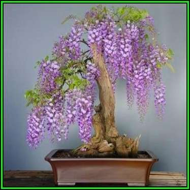 Bolusanthus speciosus - Tree Wisteria -10 Seed Pack- Indigenous +FREE Bonsai EBook + FREE Seeds, New